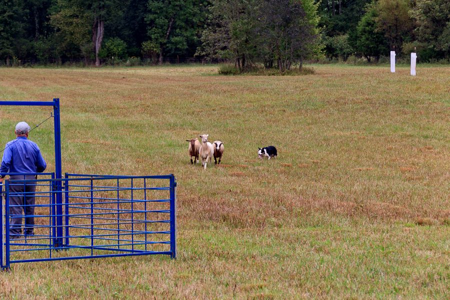 Montpelier Fall Fiber Festival and Sheep Dog Trails